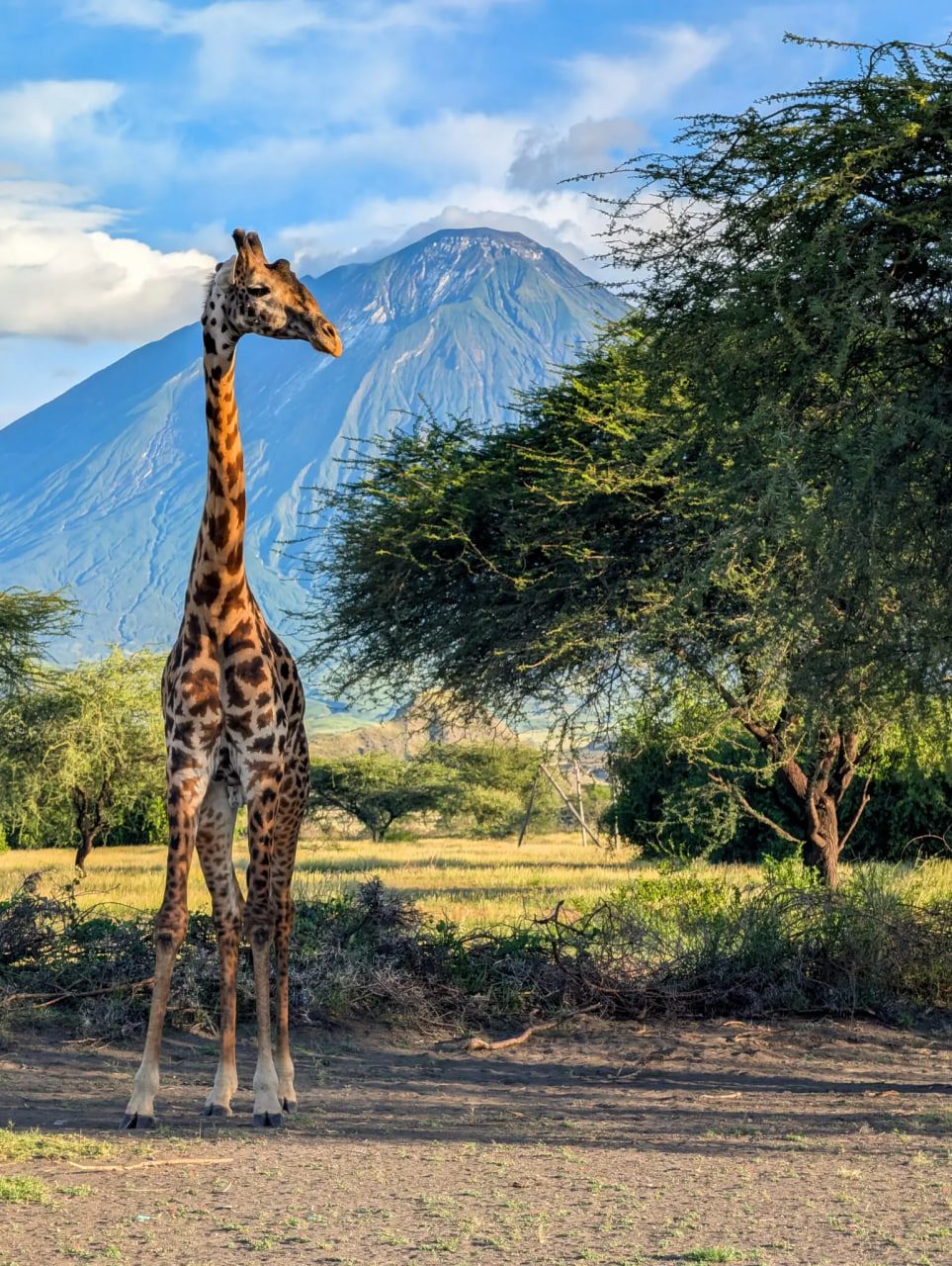 Giraffe with Mount Kilimanjaro in the background