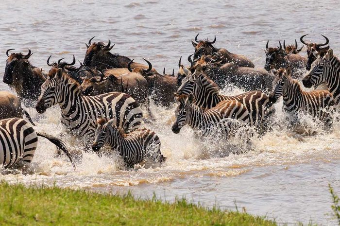 Wildebeest and zebra crossing a river during the migration