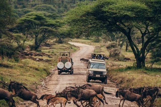 Safari vehicles on the open plain with wildebeest crossing the road