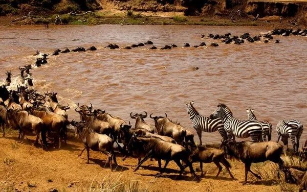 Great Migration Safari