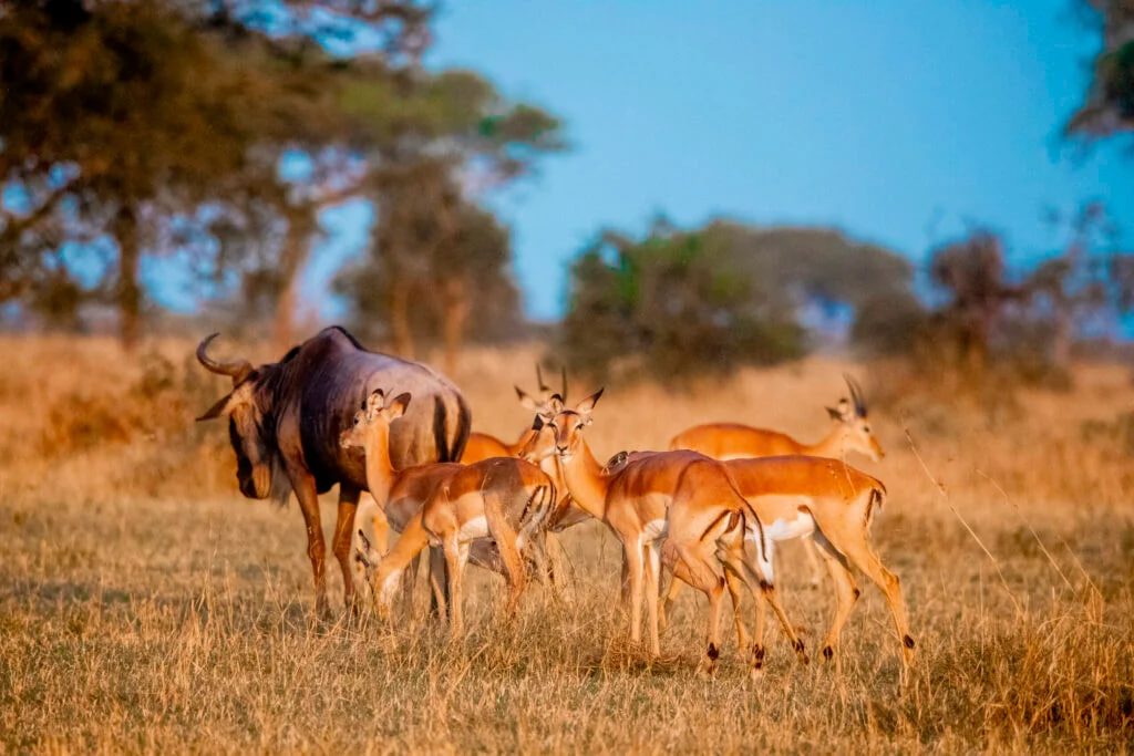 Mikumi National Park Safari