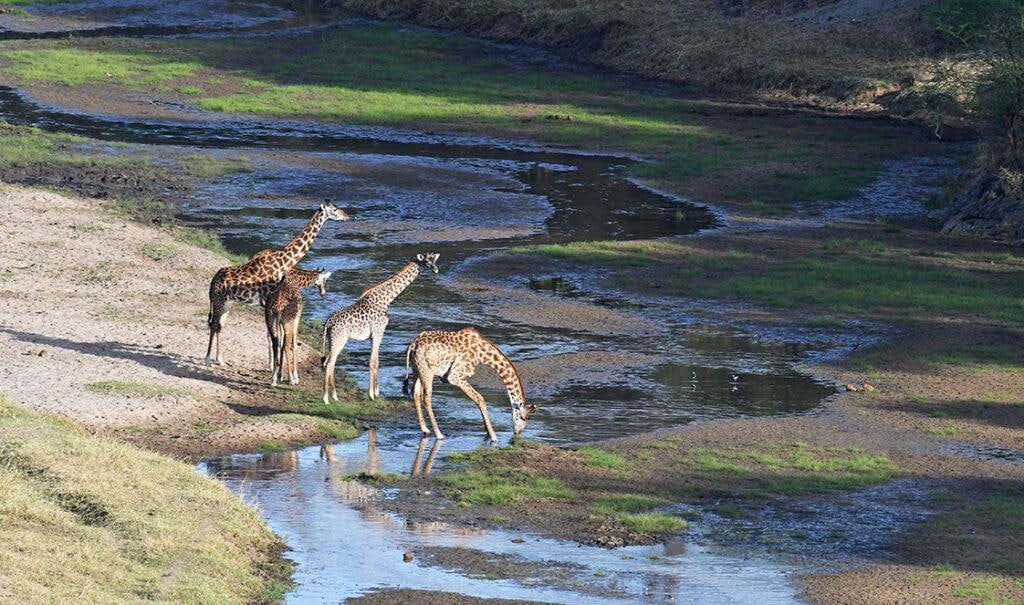 Southern Circuit Wilderness Safari