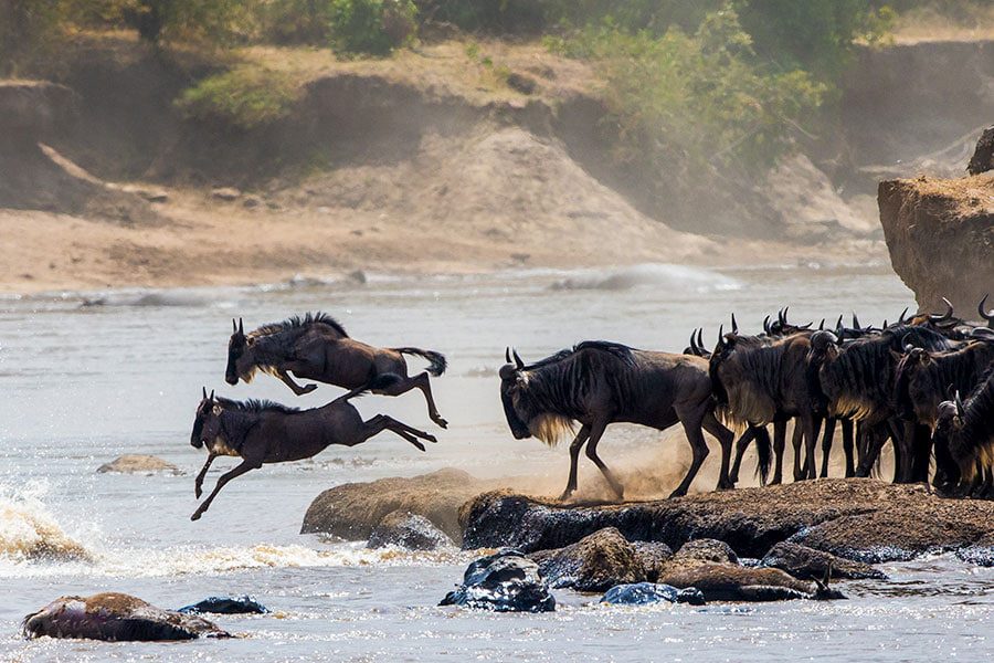 When to visit for the Great Migration
