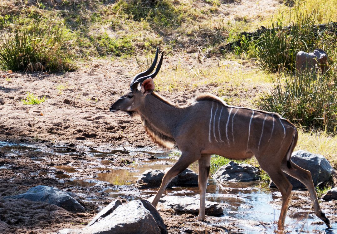 Southern Circuit safari in Tanzania