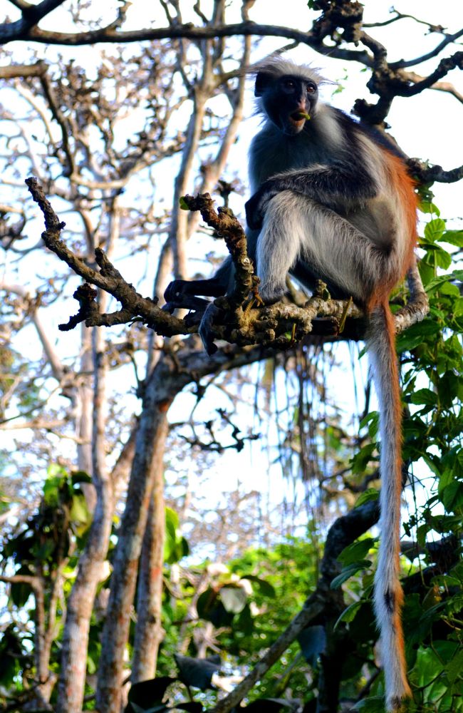 locavish travel zanzibar(3)