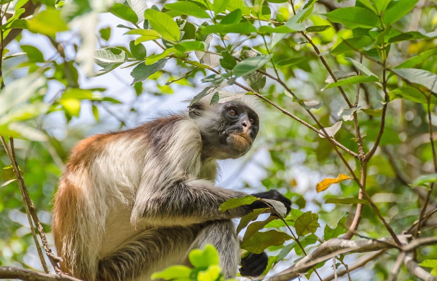 Jozani Forest & Cave Swimming