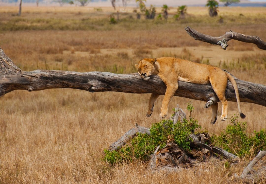 4 Days Tarangire, Serengeti & Ngorongoro Safari locavish travel(10)