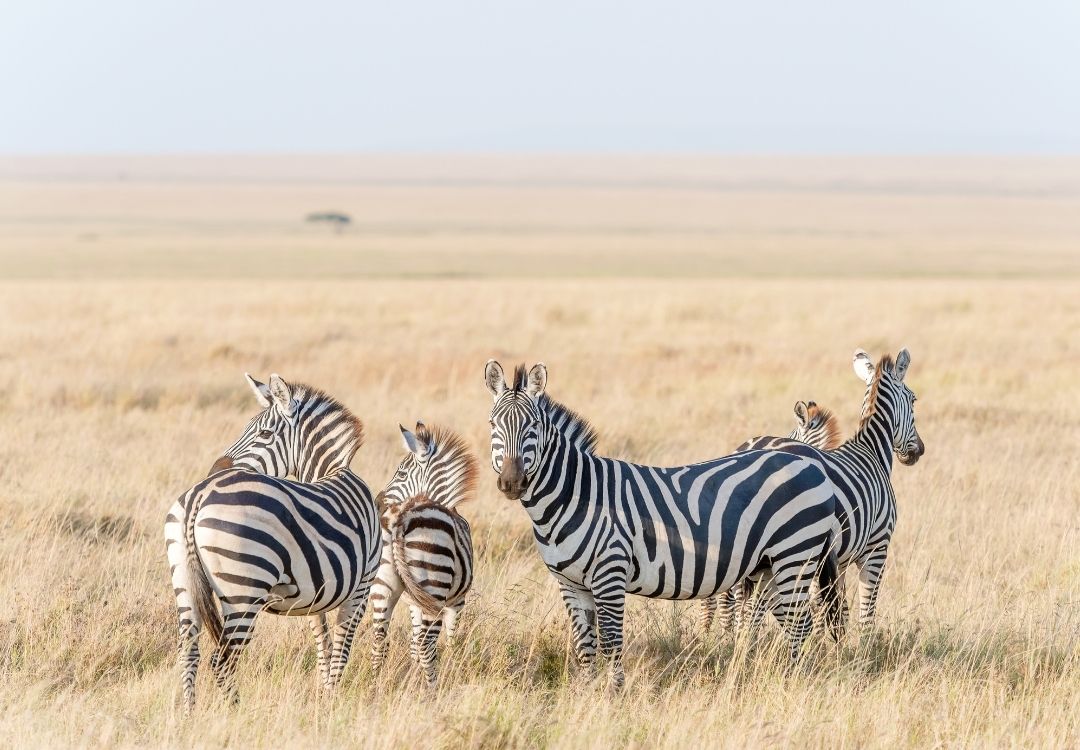 4 Days Tarangire, Serengeti & Ngorongoro Safari locavish travel(11)