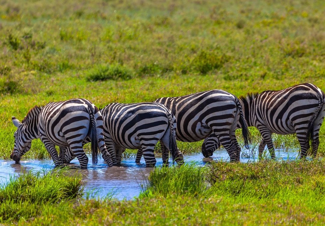 5 Days Serengeti Migration Highlights locavish travel(12)