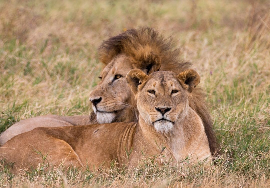 5 Days Serengeti Migration Highlights locavish travel(13)