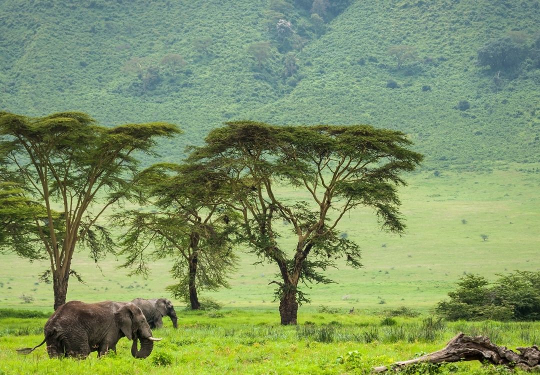 5 Days Serengeti Migration Highlights locavish travel(14)