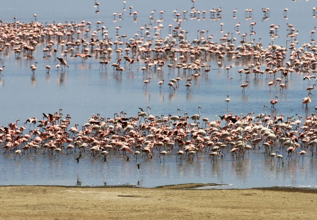 6 Days Northern Circuit Classic Safari locavish travel(15)