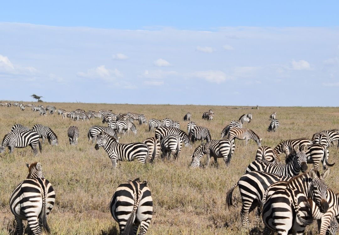 6 Days Northern Circuit Classic Safari locavish travel(16)