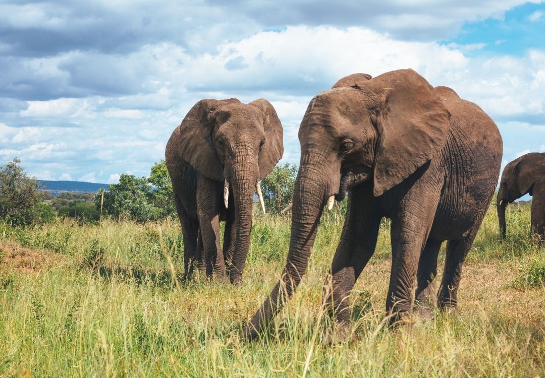 5 Days Ruaha Big Cats & Elephants Safari