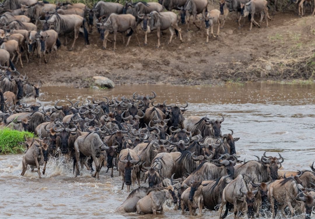 7 Days Great Migration & Big Five Safari locavish travel(19)