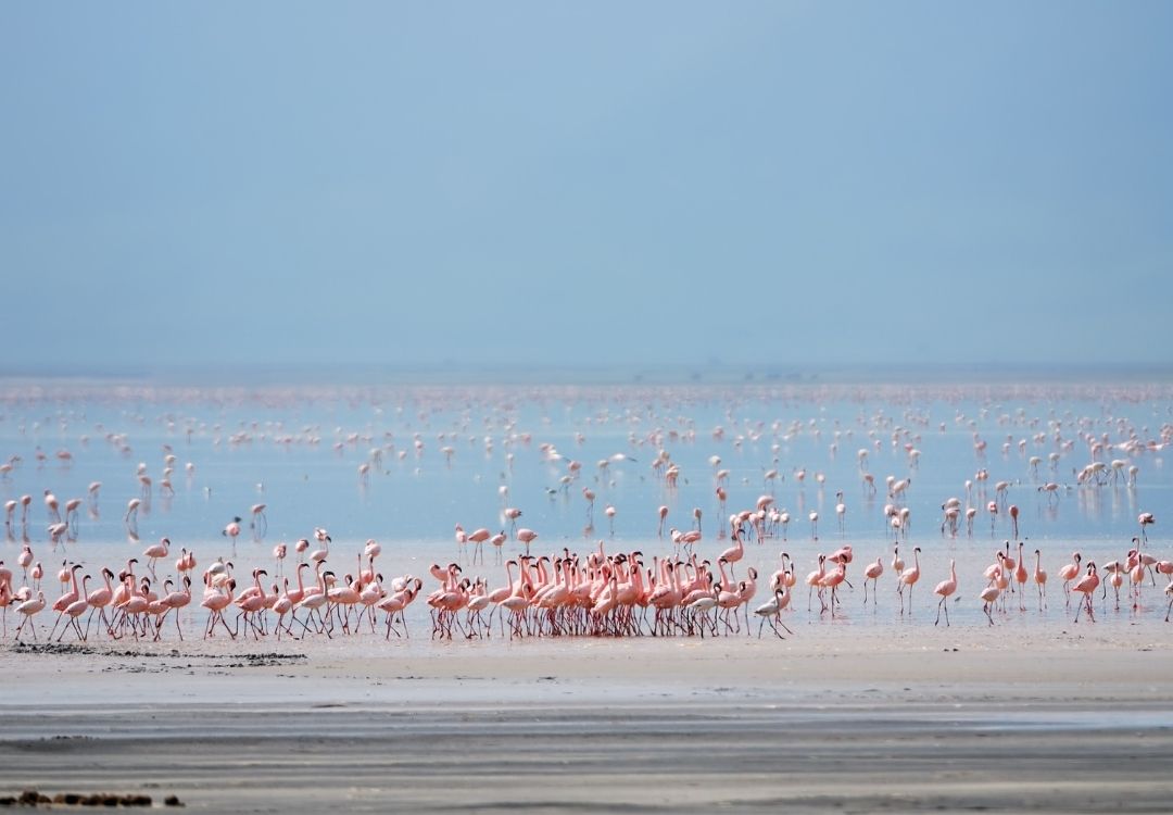 8 Days Ultimate Northern Tanzania Adventure locavish travel(21)