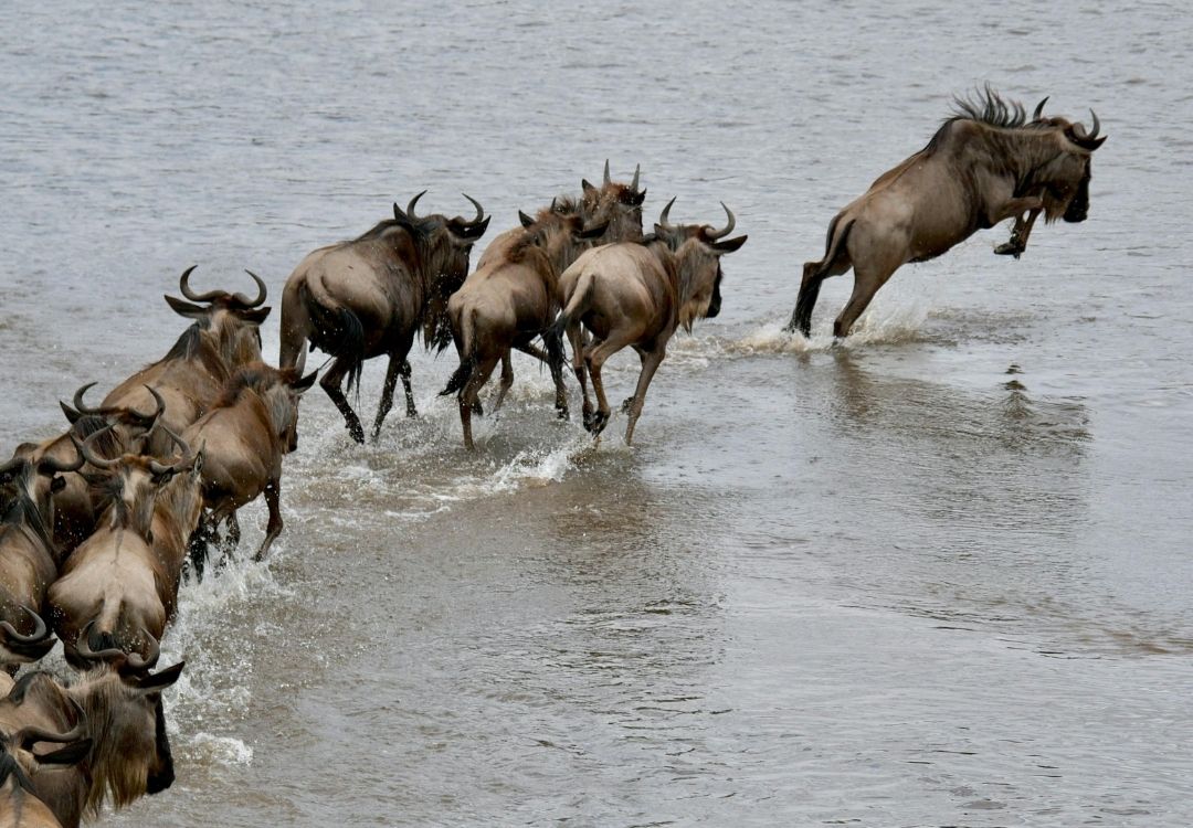 8 Days Ultimate Northern Tanzania Adventure locavish travel(22)