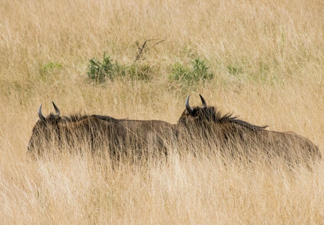 8 Days Ultimate Northern Tanzania Adventure locavish travel(23)