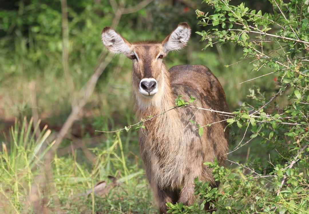 4 Days Selous (Nyerere) Wilderness Safari