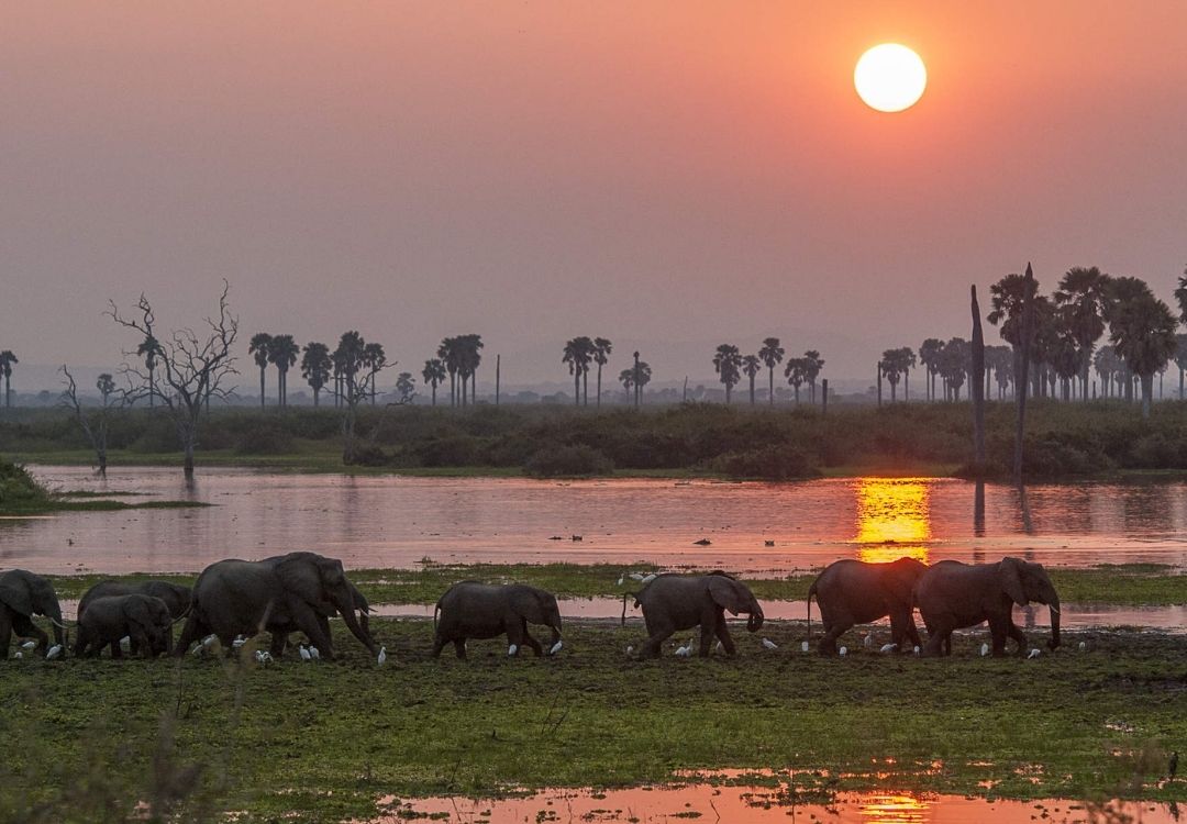 6 Days Selous & Mikumi Southern Escape