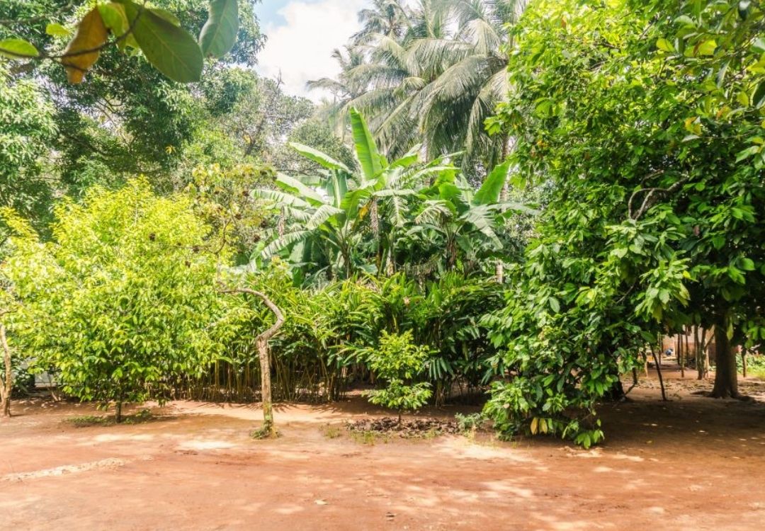 Zanzibar Spice Farm Experience locavish travel(47)