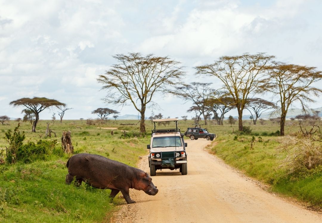 Northern Circuit safari in Tanzania