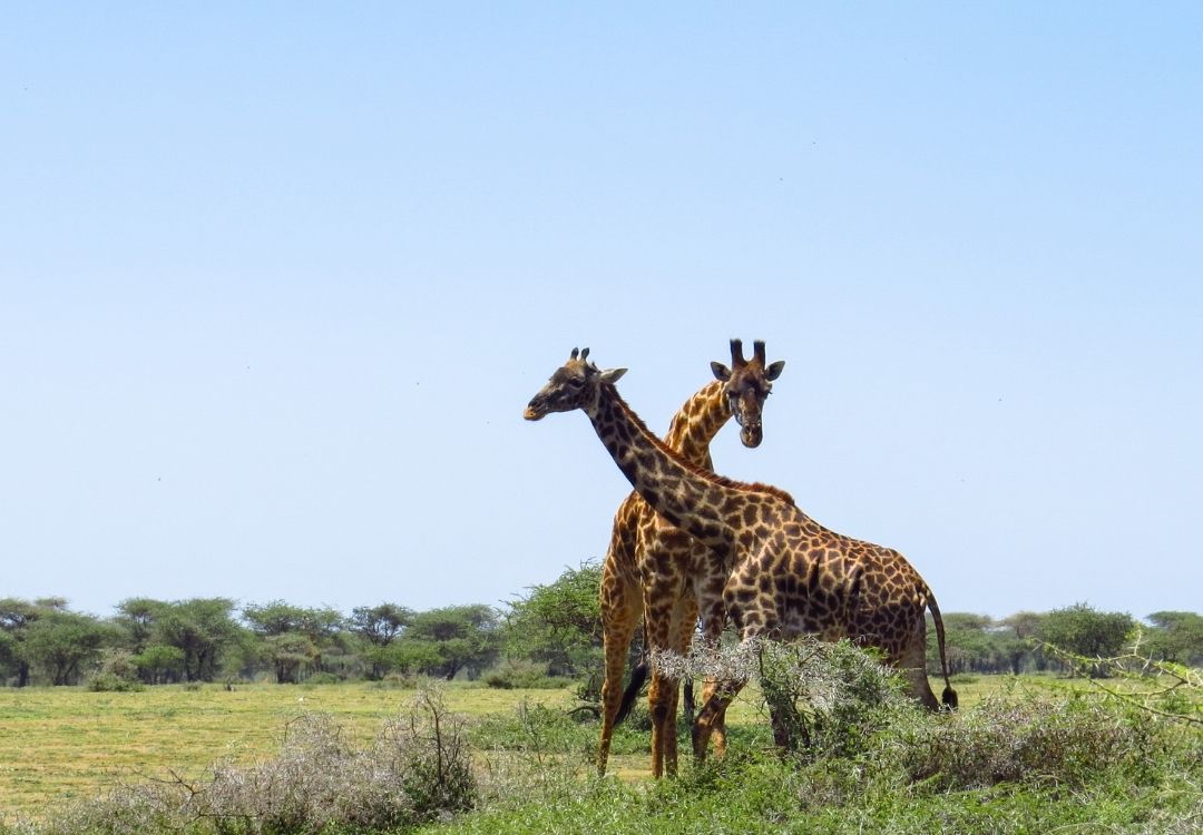 4 Days Tarangire, Serengeti & Ngorongoro Safari locavish travel(9)